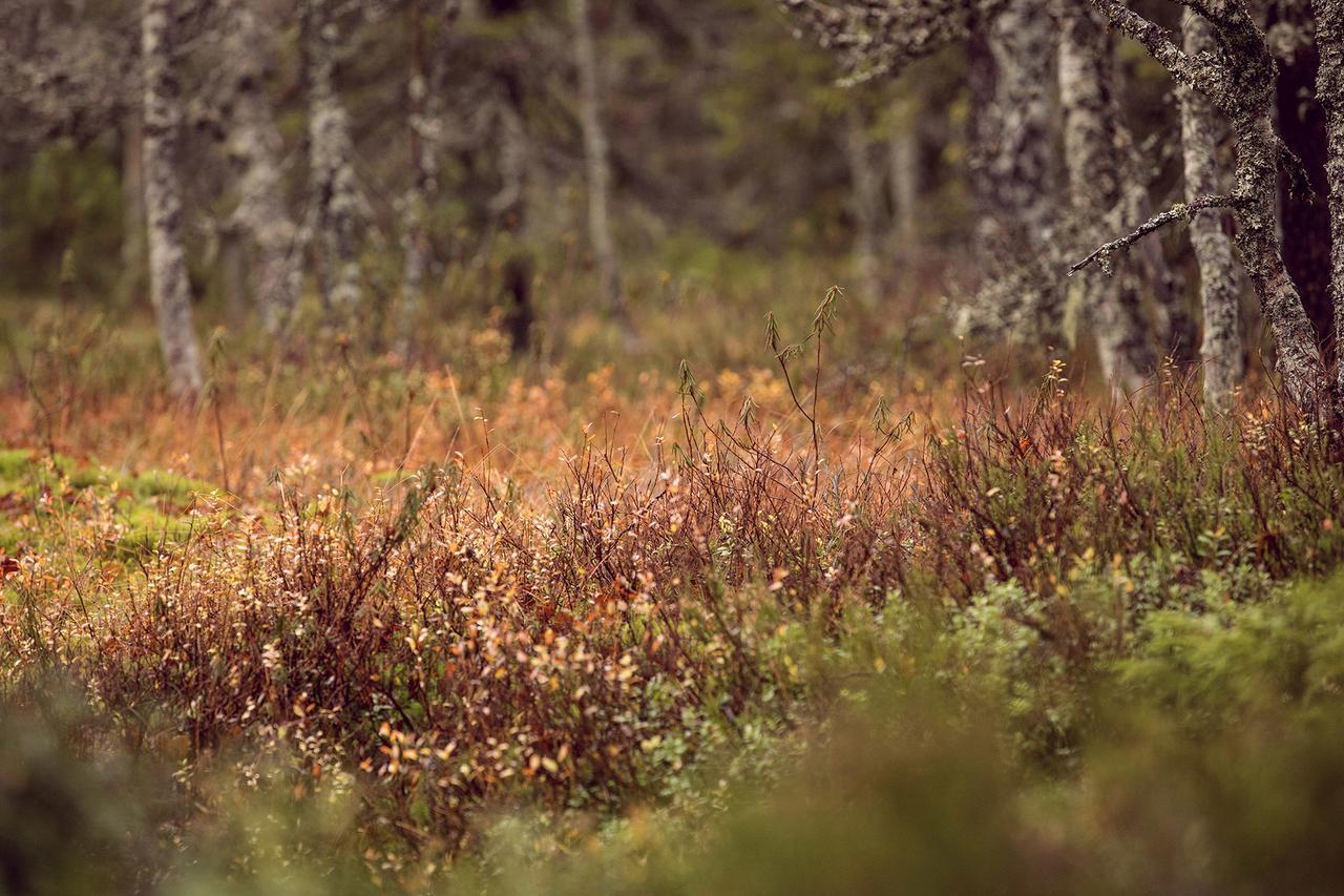 Vuokatti Sport Chalets ภายนอก รูปภาพ